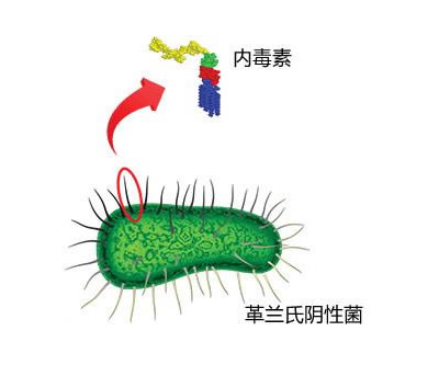 為什么農(nóng)村的孩子不容易過敏