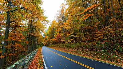 秋天樹葉為什么會變黃