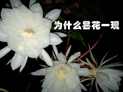 為什么曇花開放時間特別短