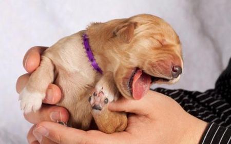 動(dòng)物打哈欠是什么意思？