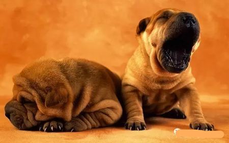 動(dòng)物打哈欠是什么意思？