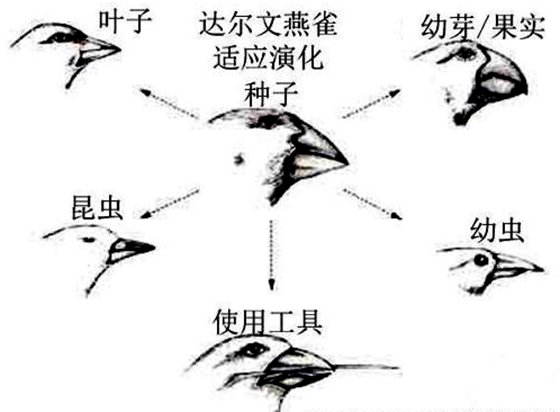 為什么鳥嘴的形狀多種多樣？