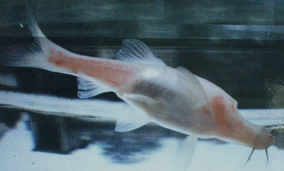 為什么盲魚沒有眼睛