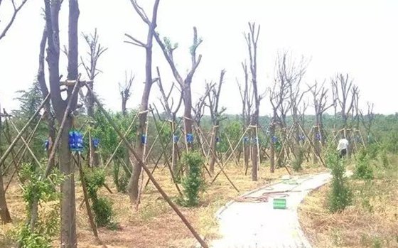 移栽時為什么要給樹木截枝？