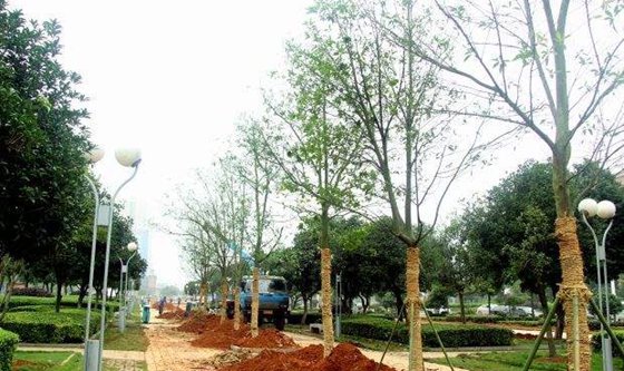 移栽時為什么要給樹木截枝？