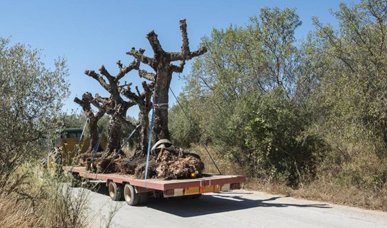 移栽時為什么要給樹木截枝？