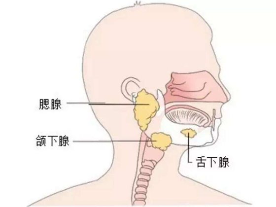 為什么多吐唾液會(huì)影響健康,經(jīng)常吐口水有什么危害