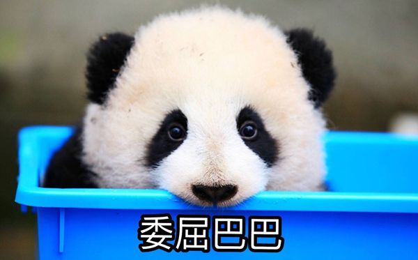 大熊貓為什么被視為中國的國寶