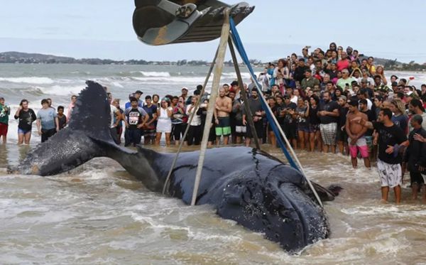 鯨魚為什么會(huì)擱淺,鯨魚擱淺不能游回去的原因