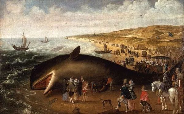 鯨魚為什么會(huì)擱淺,鯨魚擱淺不能游回去的原因