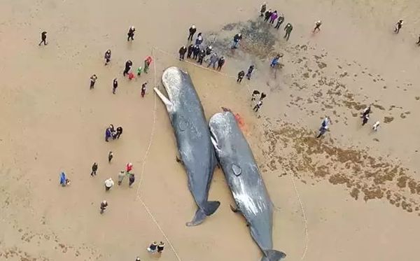 鯨魚為什么會(huì)擱淺,鯨魚擱淺不能游回去的原因