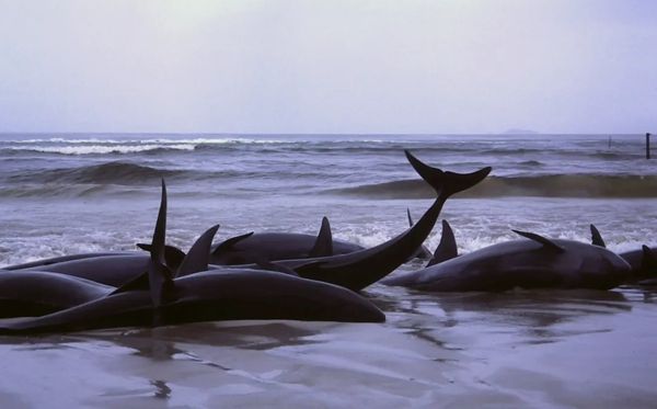 鯨魚為什么會(huì)擱淺,鯨魚擱淺不能游回去的原因