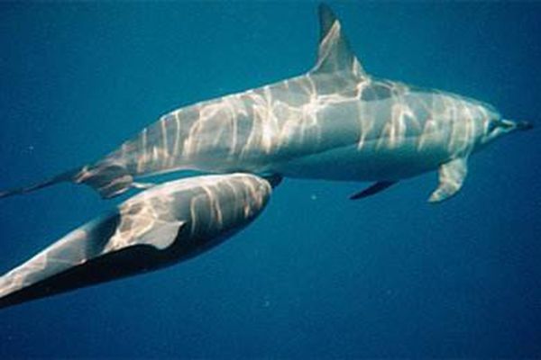 鯨魚為什么會(huì)擱淺,鯨魚擱淺不能游回去的原因